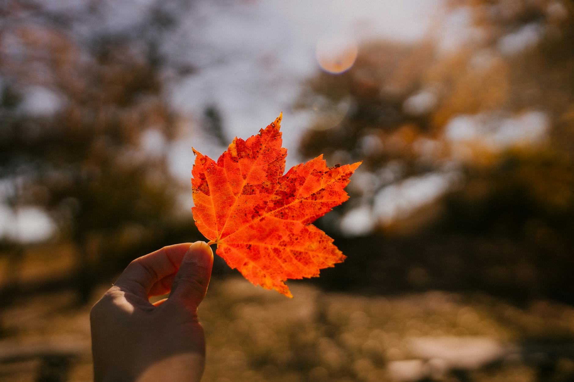 maple leaf held by hand