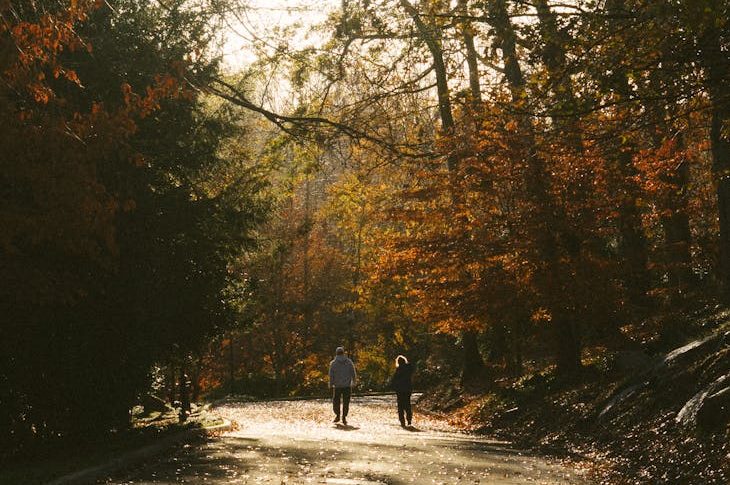 background image of forest with dramatic lighting
